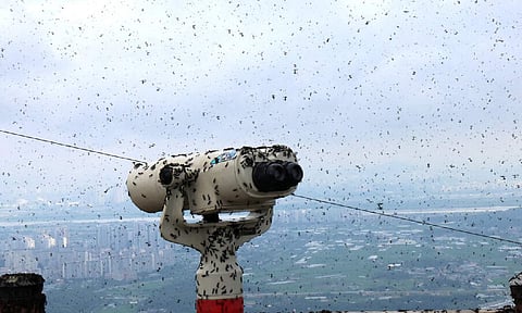 Image Credit: New York times