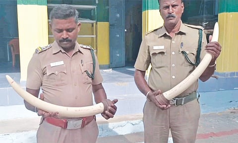 Chengalpattu forest officers with the seized tusks