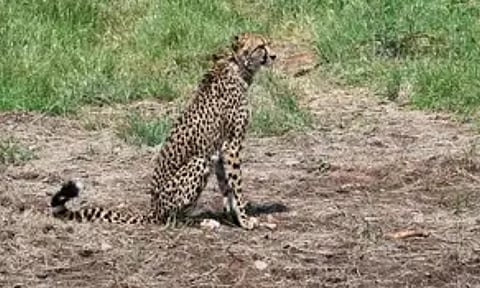 Female cheetah dies of injuries in Kuno Park (ANI) 