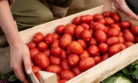 US imposes 17 per cent duty on fresh Mexican tomatoes (Photo/Pexels)