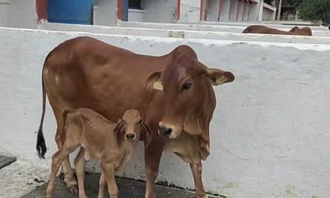 NDRI achieves success in producing Gir breed calf (IANS)