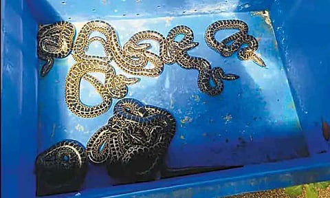 Vandalur Zoo’s yellow anaconda gives birth to 10 hatchlings