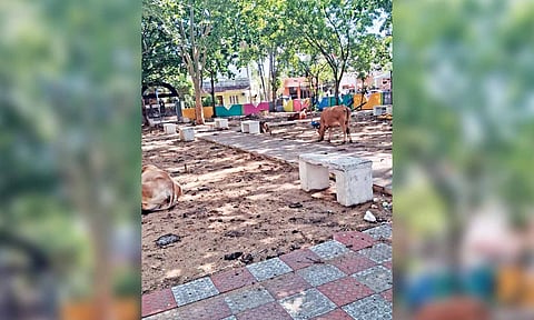 Stray cattle inside the park on Saturday morning