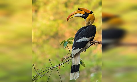 Hornbill (X/@supriyasahuias) 
