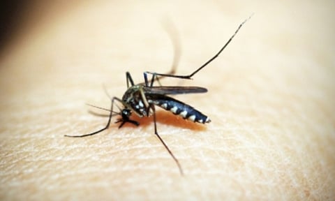 Ivermectin can be an effective strategy to control malaria transmission (IANS)