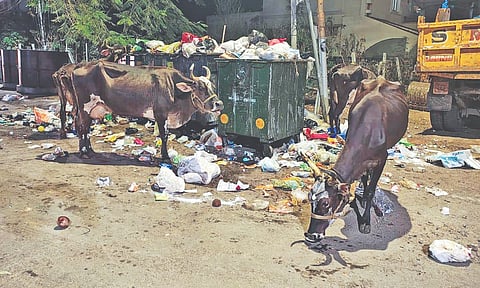 Stray cattle gazing through garbage at 11th Cross Street in Poompuhar Nagar, Kolathur