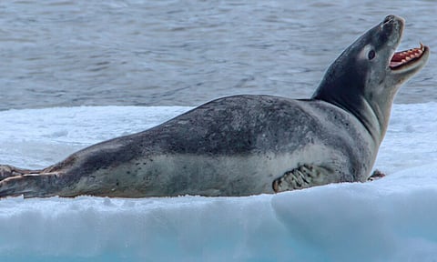 Leopard seal (Photo: Wikkimedia Commons)