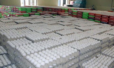 Eggs ready for the market 