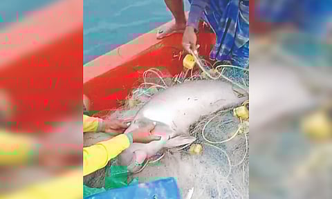 A young dugong being released into sea in Thanjavur on Thursday