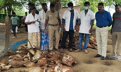Villupuram District Assistant Conservator of Forest Dharmalingam and forest officials inspect dead sheep bitten by a suspected animal near Gingee 