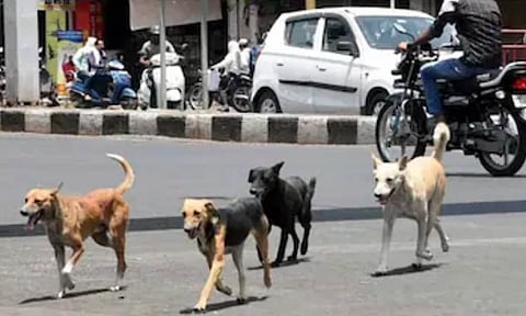 Stray dogs (PTI) 