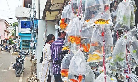 At least 10 lakh ornamental fishes sell here every day 