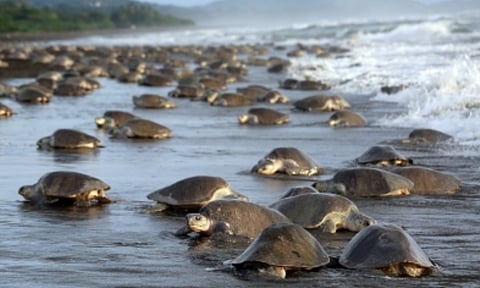 Elite marine force to protect Chennai‘s turtle beaches (IANS)