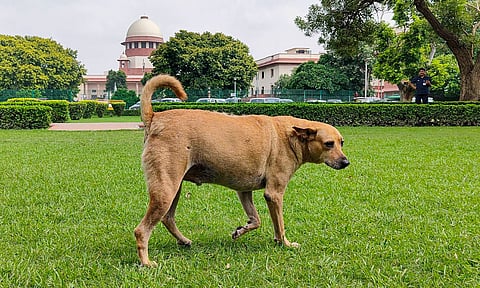 Representative Image (PTI) 