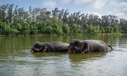 Supreme Court order to appoint a Special Investigation Team to probe allegations against wildlife facility in Jamnagar (IANS)