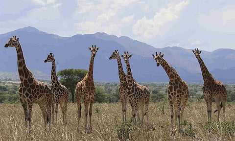 How many giraffe species are in Africa? New scientific analysis quadruples the count