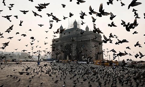 Religious objections: Mumbai’s pigeon-feeding rules aren’t going over well