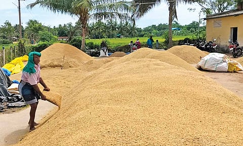 Off-loaded paddy at one of the DPCs 