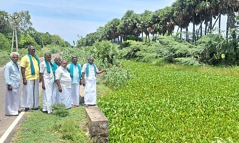 Hyancinth thicket covering an irrigation canal in Mangudi in Tiruvarur 