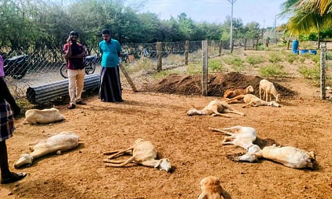Six goats found dead in a farm shed in Mulanur 