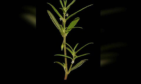 Impatiens selvasinghii: How Madurai research team honoured professor by naming new species after him