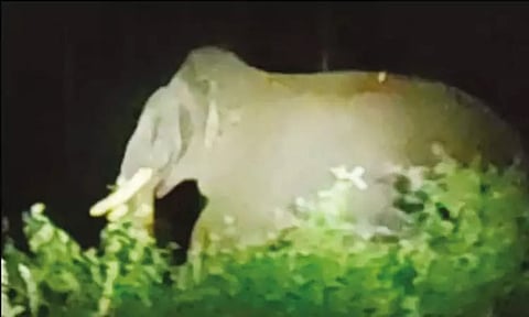 A forest veterinarian was injured after a wild elephant attack