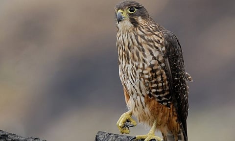 Kārearea (Image/AP)