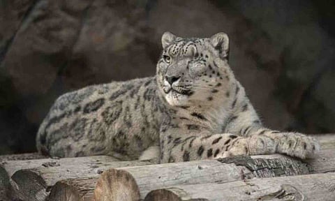 Snow leopard (AP) 