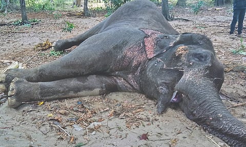 Injured makhna elephant dies in Coimbatore