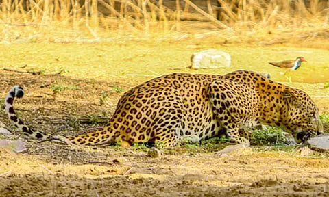 Leopard kills pet dogs, evades capture in TN's Nilgiris