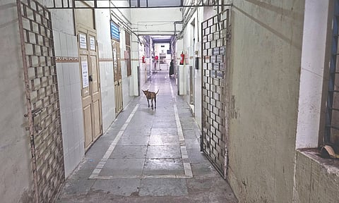 A stray dog inside the ICH corridor