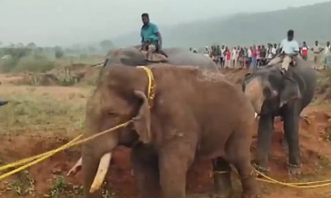 wild elephant popularly known as Rolex