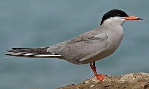 White-Cheeked Terns (IANS) 