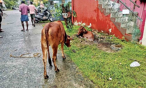 The animal that fell into the pit on 3rd Cross St, Iyyappanthangal 