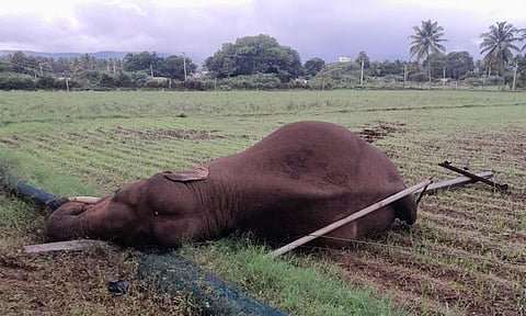 A wild male elephant died after getting entangled in an electric wire (Photo/ Forest Dept Coimbatore) 