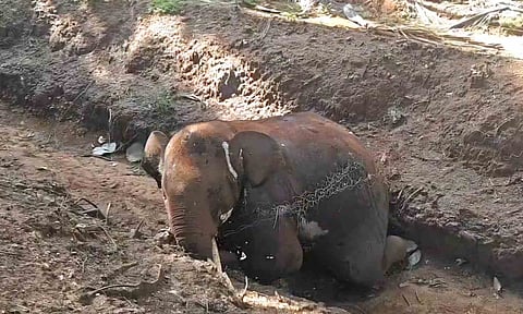  Tusker lying dead in elephant-proof trench in Mettupalayam, on Wednesday 