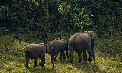Coimbatore forest officials turn to AI to curb rising elephant raids (PTI) 