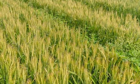 Representative Image (ANI) 