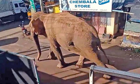 The rogue elephant walking through a street in Gudalur