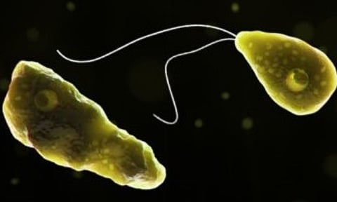  meningoencephalitis (IANS) 