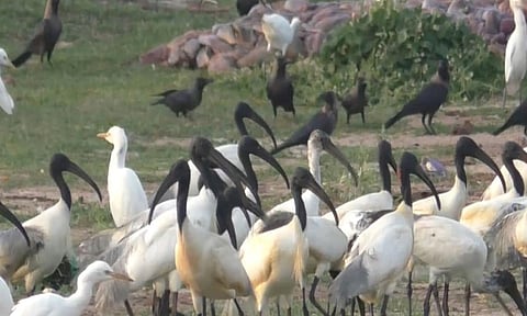 Black-headed Ibis (ANI)