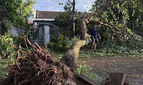 A man walks past an uprooted tree in Dak Lak, Vietnam, on Friday, Nov. 7, 2025 after Typhoon Kalmaegi lashed the country with fierce winds and torrential rains. (Photo: AP)