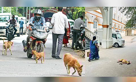 Stray dogs are always seen at public spaces like roads, public hospitals, railway stations, etc