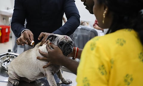 GCC’s free vaccination and microchipping drive for dogs in the city. (Photo: Hemanathan M)