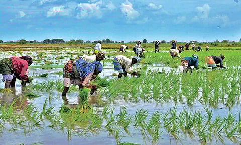 Samba cultivation in full swing in Thanjavur