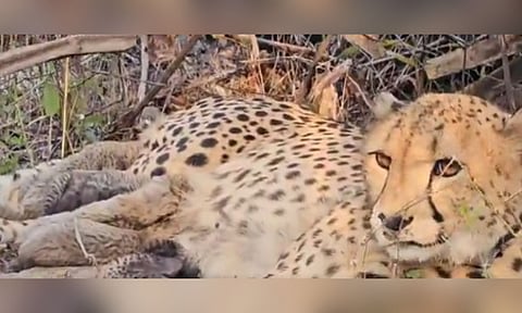 Screen grab from the video (IANS) 