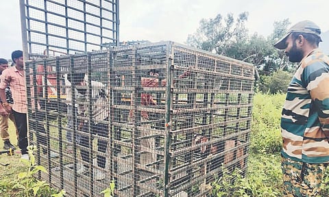 A huge cage being placed to trap the tiger in Masinagudi