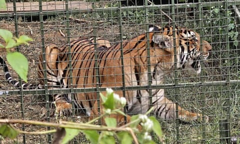 Trapped Tiger (IANS) 