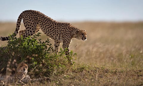 Cheetah conservation: Namibia’s frozen lifeline for the fastest animal