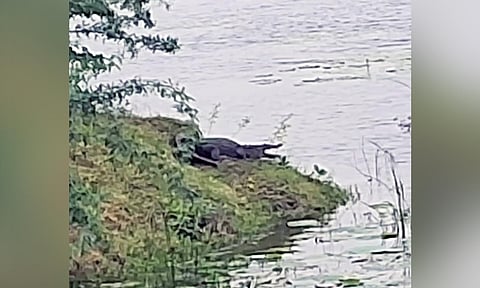 Screengrab of the five-foot reptile spotted on the banks of the lake near the Kollidam River on Saturday